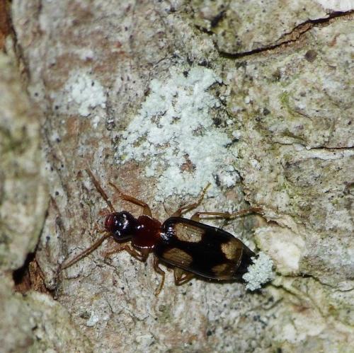 Réf. 181 889 : Dromius quadrimaculatus